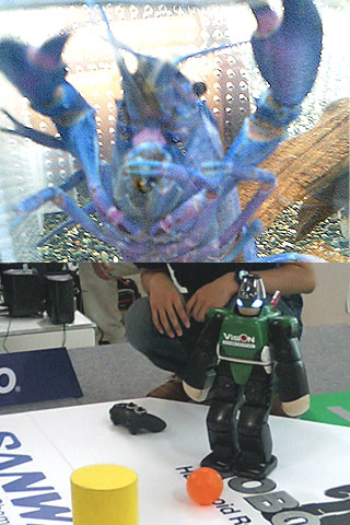 ザリガニとサッカーロボット